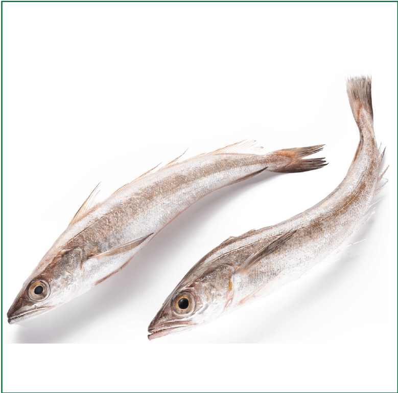 Hake