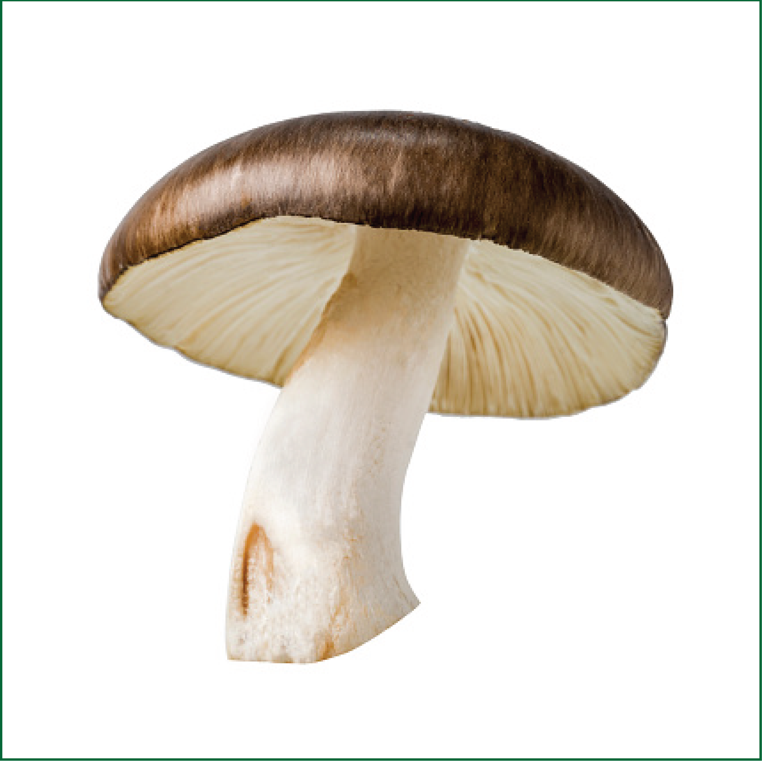 Mushroom